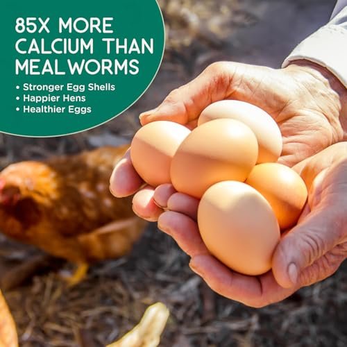 Person holding multiple brown eggs collected from hens fed with Flygrubs black soldier fly larvae treats